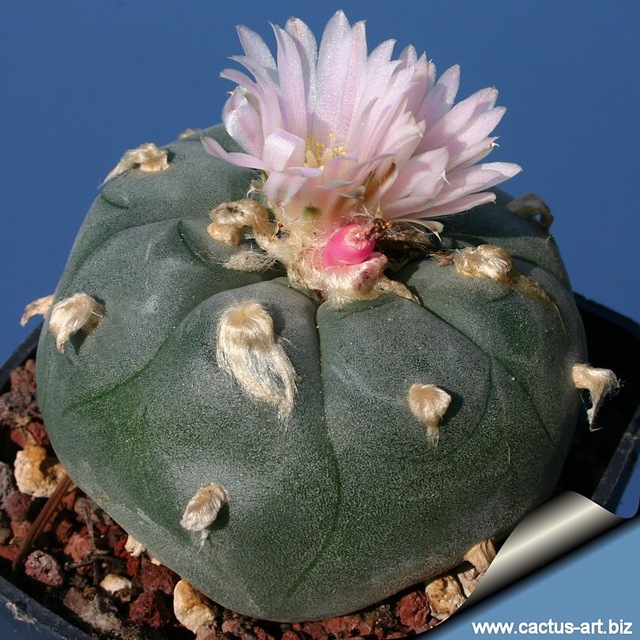 Cactus Italia ๐ต๐ฎ๐น