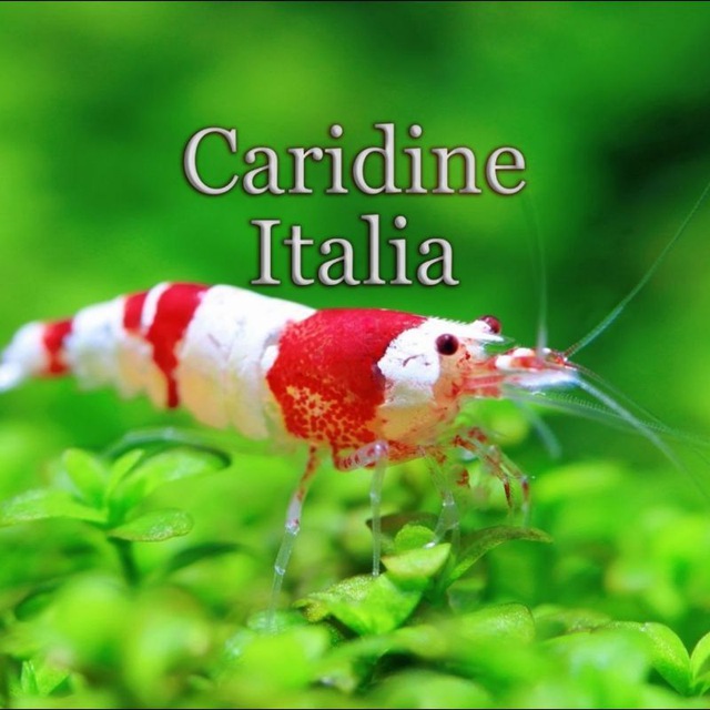 Caridine Italia