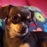 Amanti dei Chihuahua