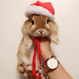 🐇 Coniglietti 🐇