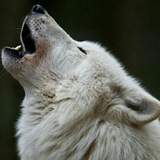 🐺 Lupus In Tabula 2.0 @wwita